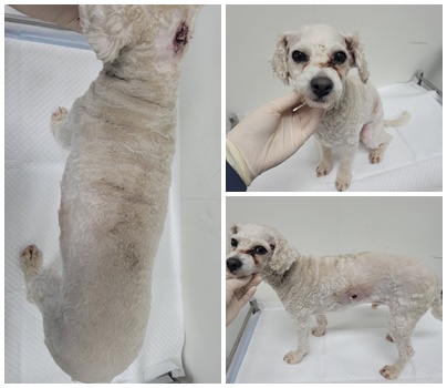 논산시 동물보호센터_444454202500475